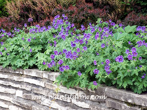 Showy Geranium (Geranium x magnificum) 
This is a garden I created for a client.  I maintained the garden for over 20 years and this spot was one of my first planted areas.